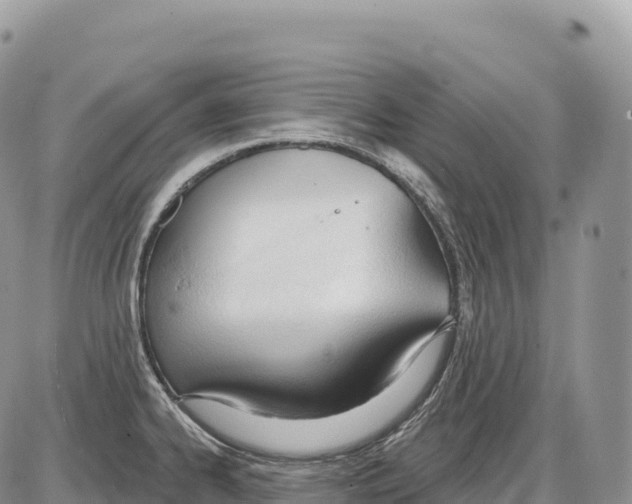 X0000086071334200704202117