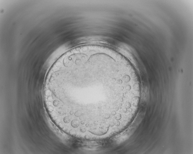 X0000086071338200704202117