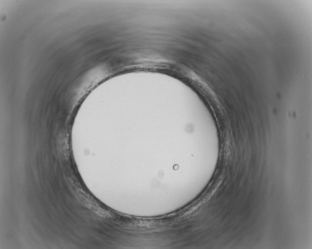 X0000086071362200704202116