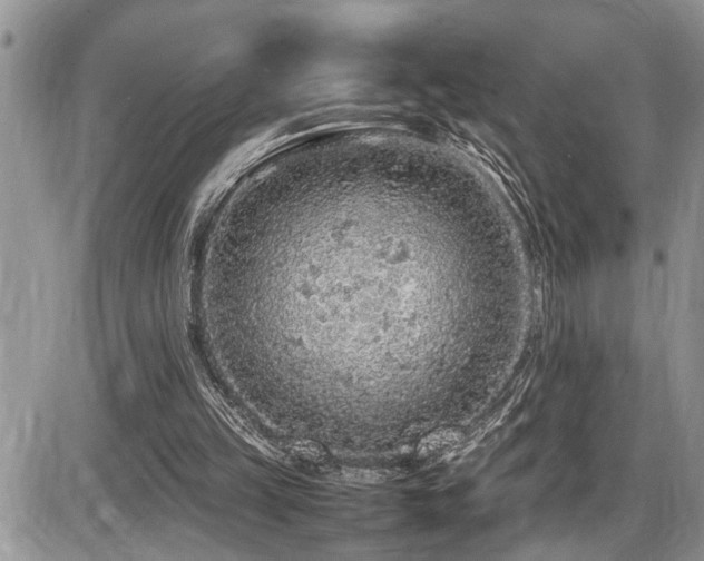 X0000086080149200703231413