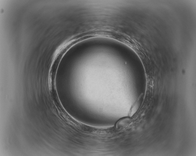 X0000086080294200703231412