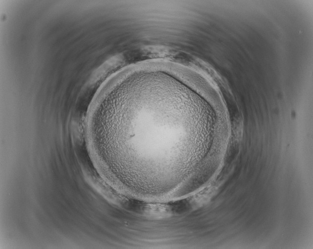 X0000086080376200703231411