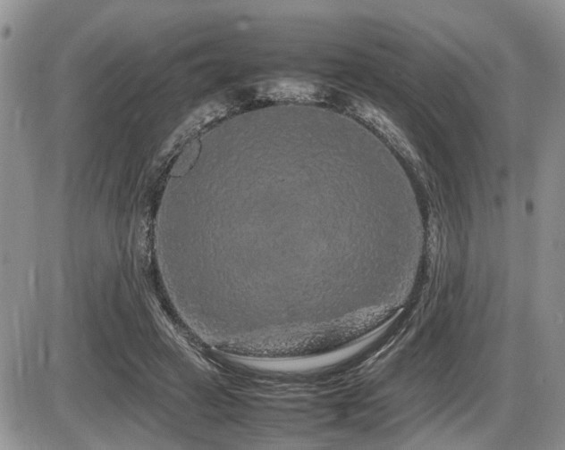 X0000086080449200703231409