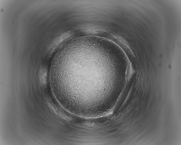 X0000086080596200703231407
