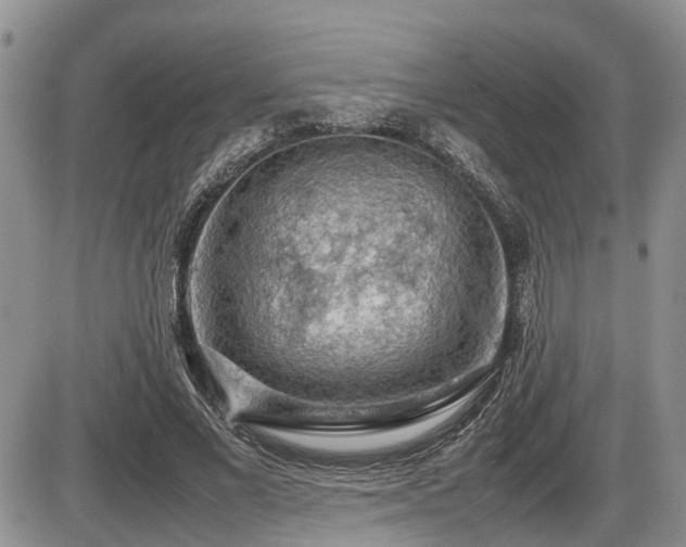 X0000086080685200703231405