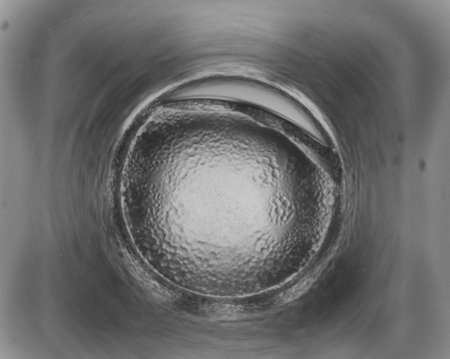 X0000086080783200703231403