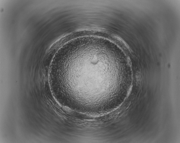 X0000086081064200703231358