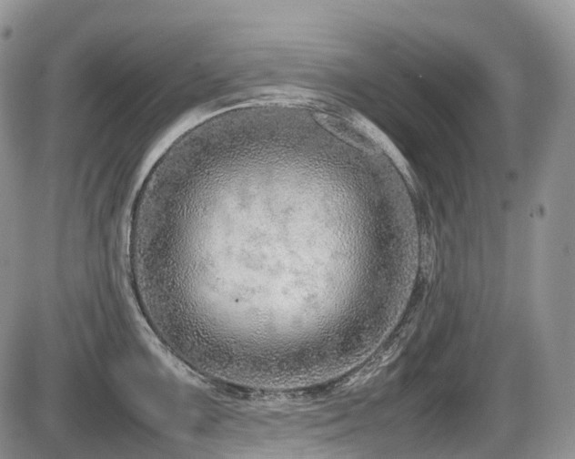 X0000086081099200703231358