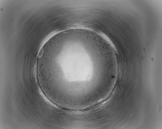 X0000086081100200703231358