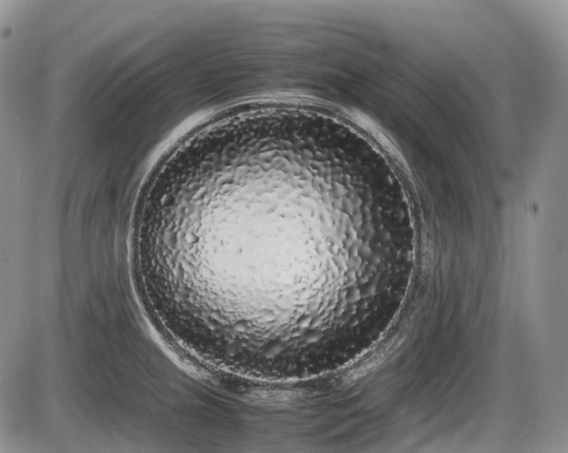 X0000086081237200703231356