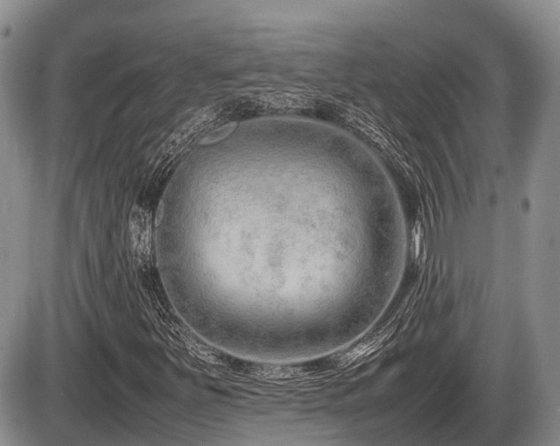 X0000086081251200703231355
