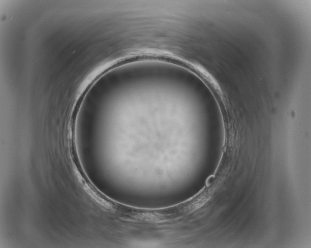 X0000086081287200703231355