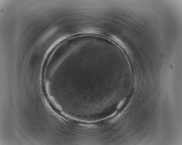 X0000086081331200703231354