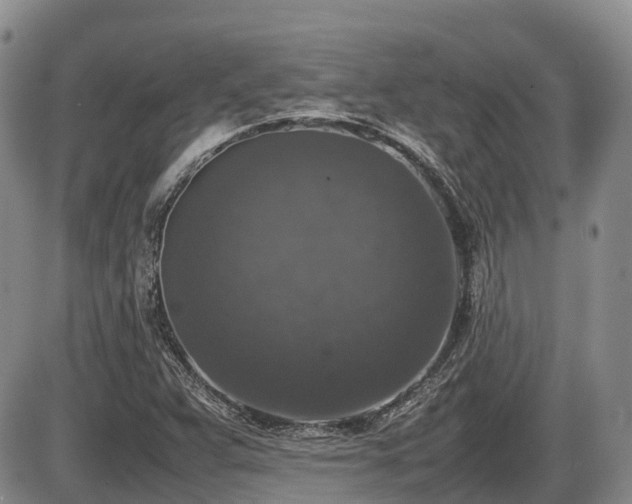 X0000086081359200703231353