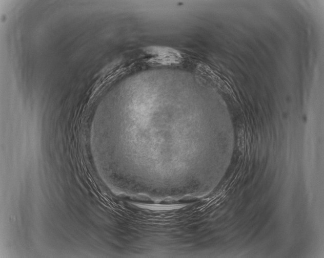X0000086081393200703231352