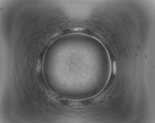 X0000086081443200703231352