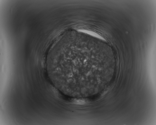 X0000086080181200703301137