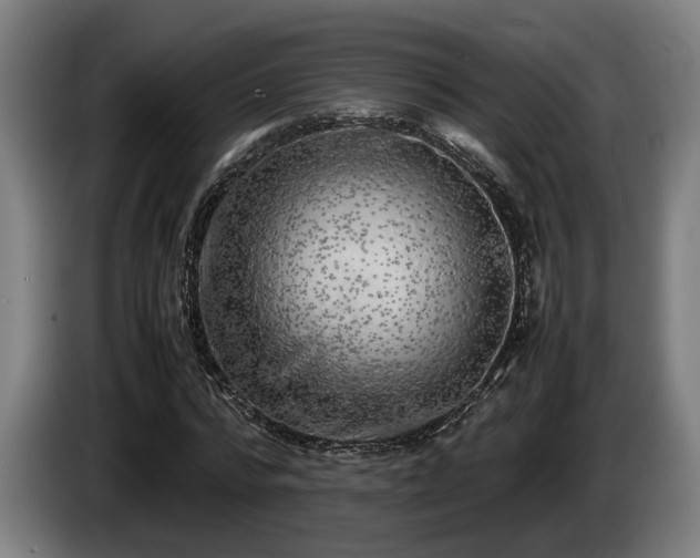 X0000086080776200703301128