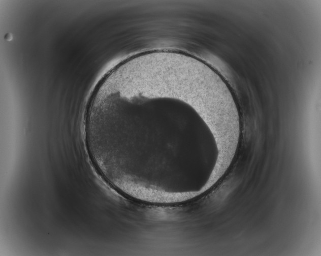 X0000086080950200703301125