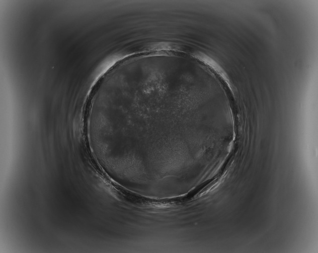 X0000086081023200703301124