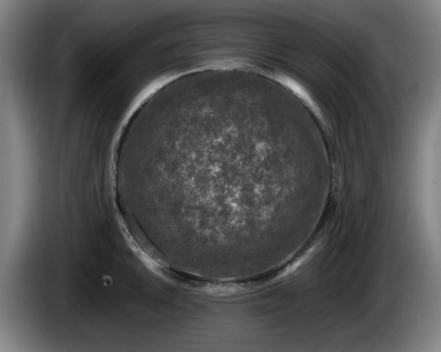 X0000086081046200703301124