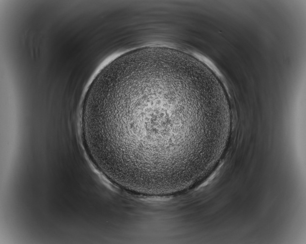 X0000086081048200703301124