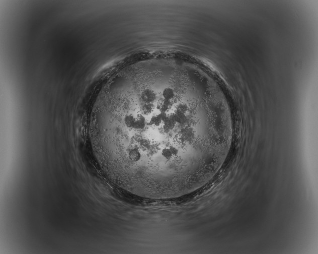 X0000086081063200703301123