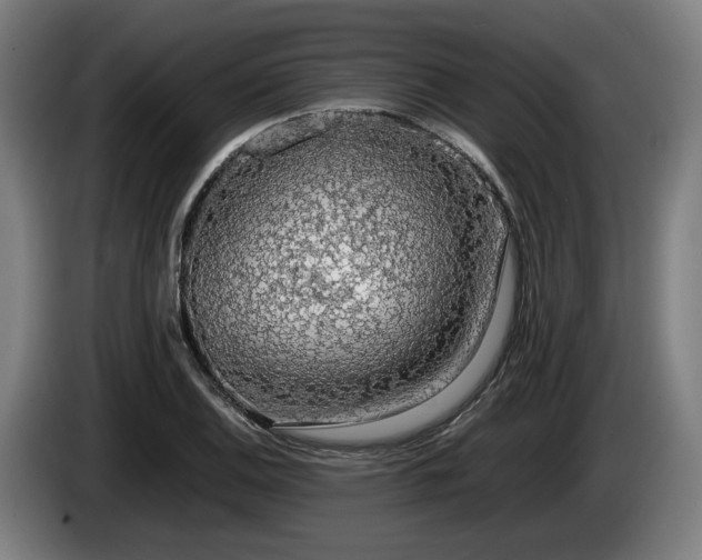 X0000086081124200703301122