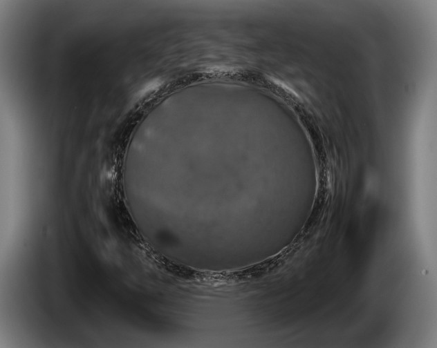 X0000086081254200703301120