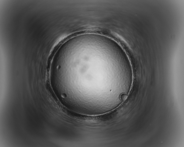 X0000086081267200703301120