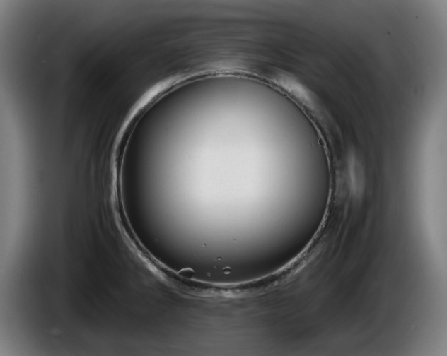 X0000086081286200703301120