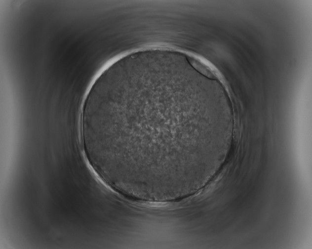 X0000086081295200703301120