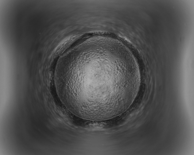 X0000086081351200703301119