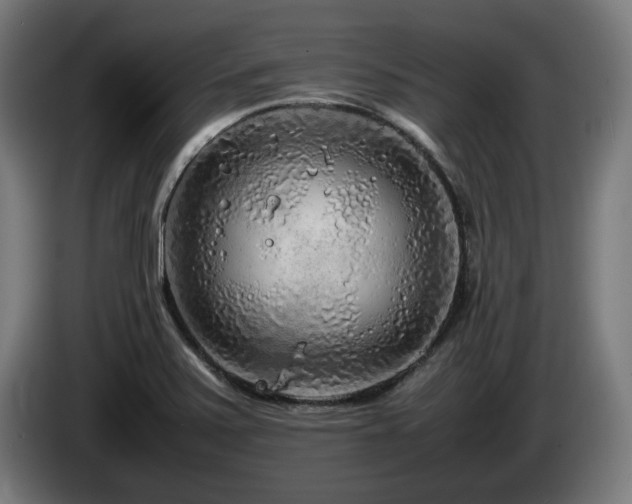 X0000086081371200703301119