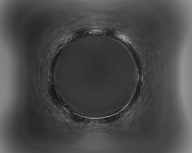 X0000086081445200703301118