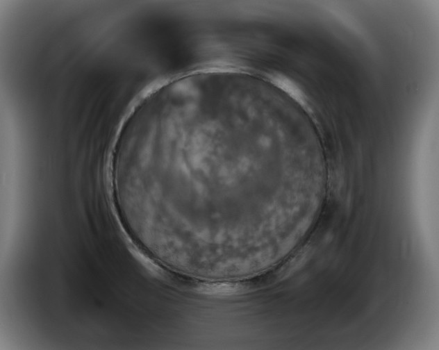 X0000086081474200703301117