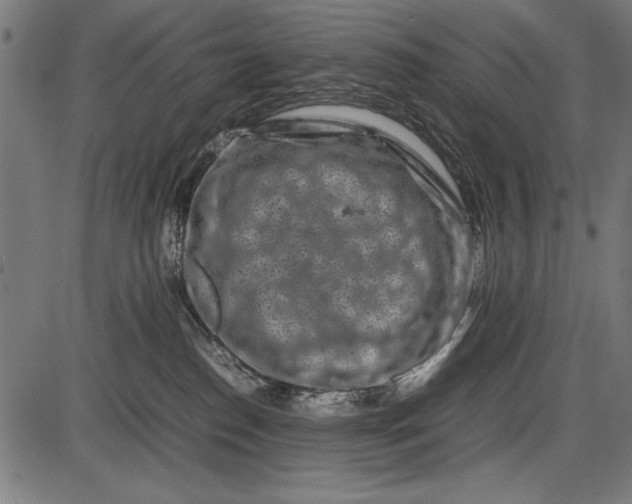 X0000086080186200704091310