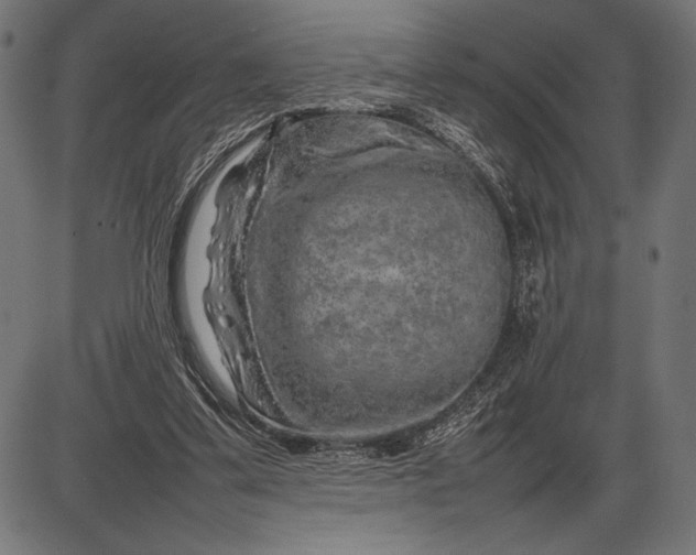 X0000086080299200704091308