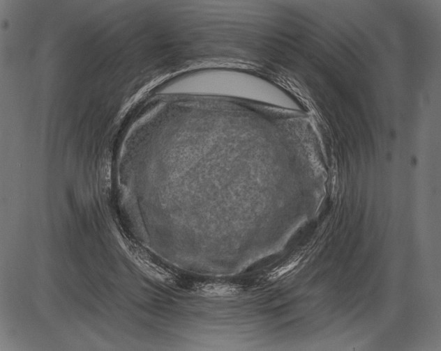 X0000086080348200704091307