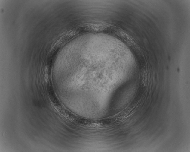 X0000086080594200704091303