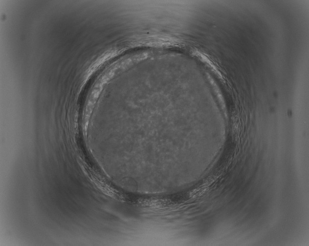 X0000086080679200704091301