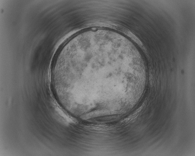 X0000086081028200704091256