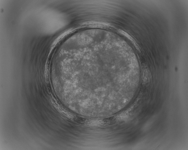 X0000086081074200704091255