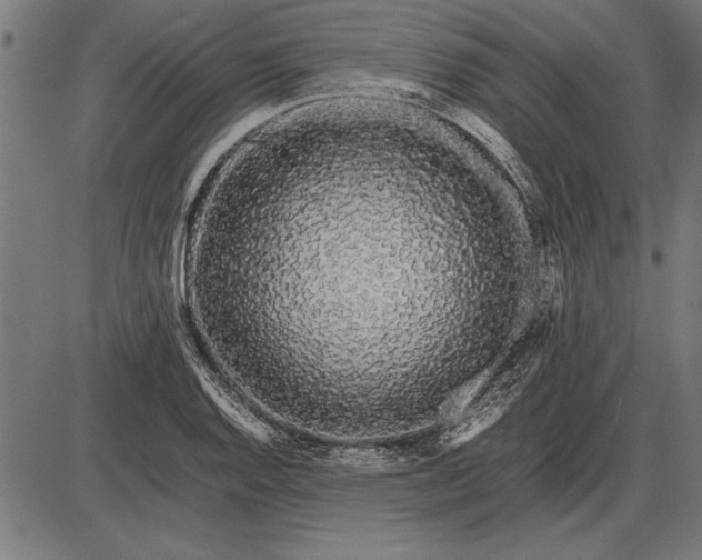 X0000086081128200704091254