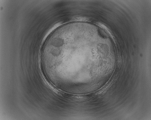 X0000086081235200704091253