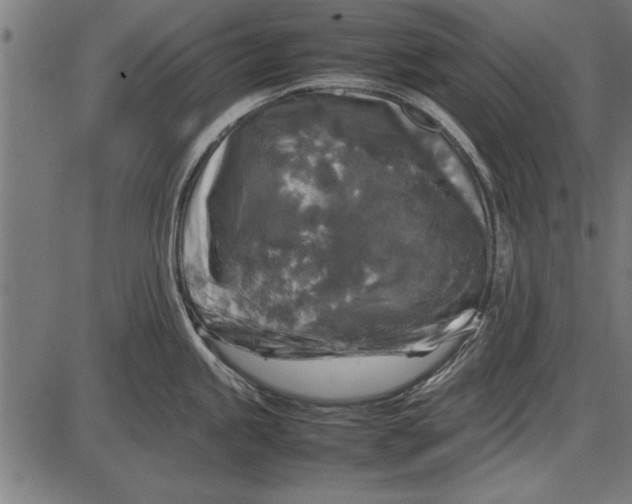 X0000086081245200704091253