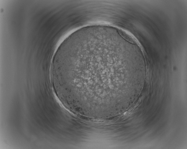 X0000086081295200704091251