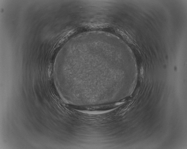 X0000086081300200704091250