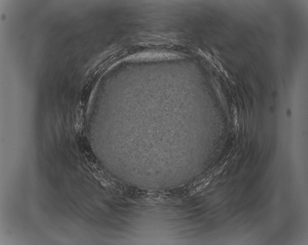 X0000086081350200704091250