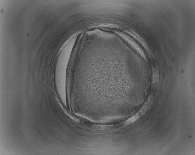 X0000086081377200704091250